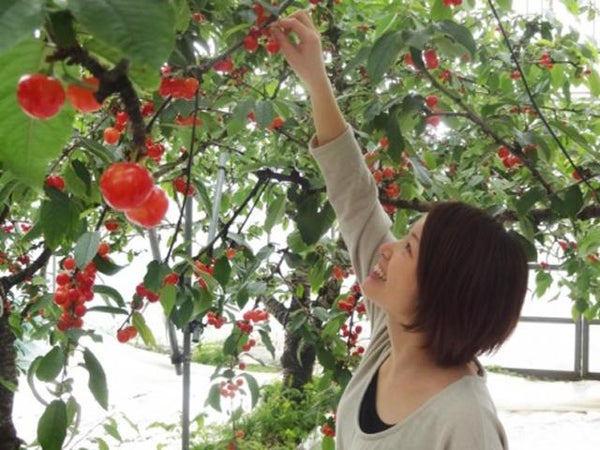 ■オリオンツアー岐阜名古屋発もぎたてフレッシュ山梨のさくらんぼ狩り食べ放題30分と薔薇の回廊ハイジの村で山梨の郷土料理のランチバイキングと信玄餅詰め放題へ行く日帰りバスツアー2